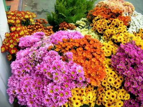 三星500万像素拍照手机S250样张放送_手机_